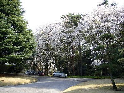 日立桜